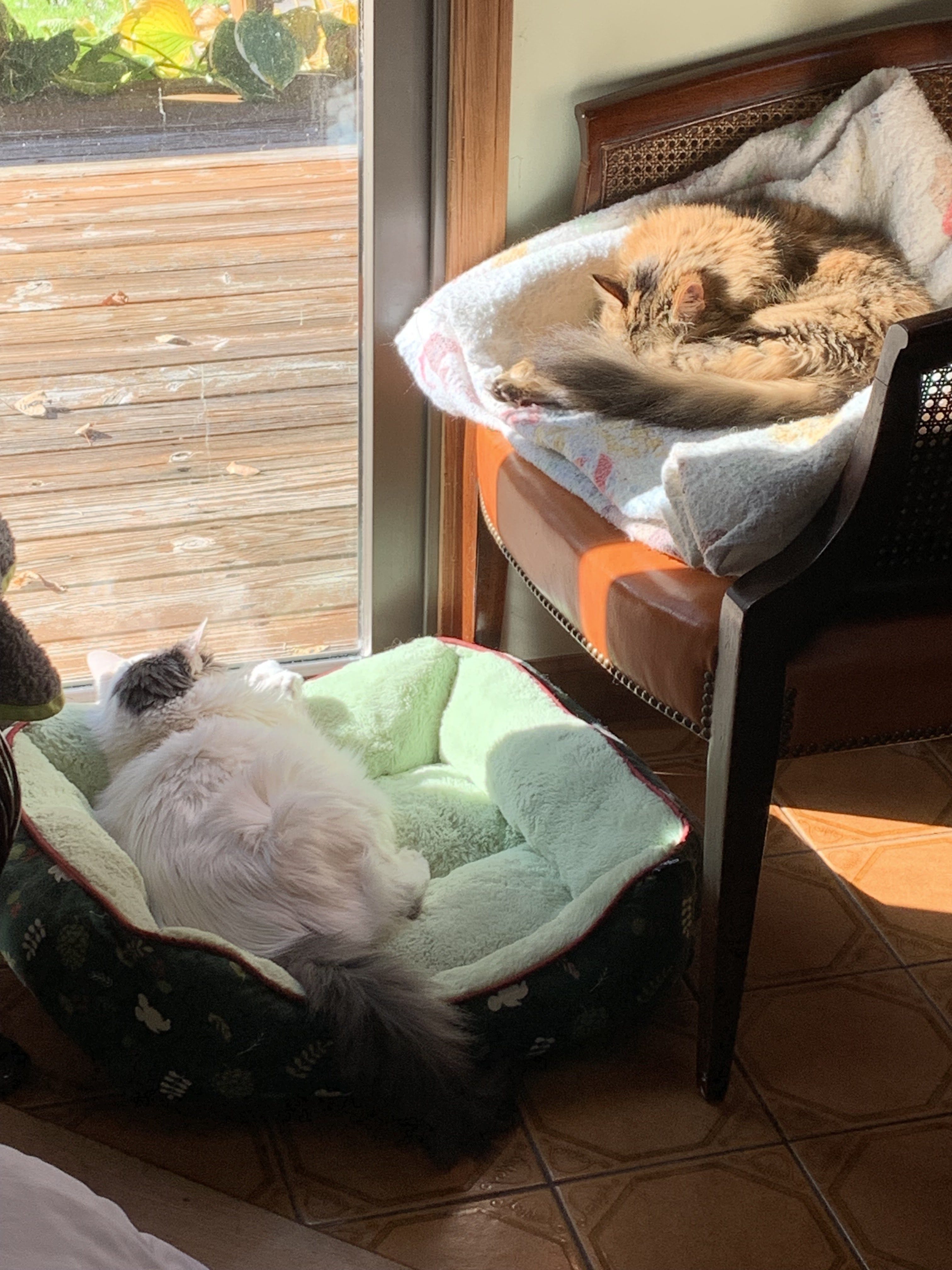 Special Announcement: 10% of Art Print Sales Will Be Donated to the ASPCA (American Society for the Prevention of Cruelty to Animals)