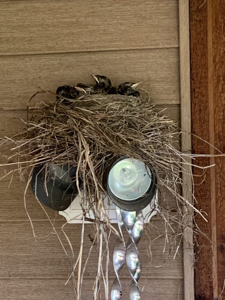 The real baby robins from my front porch that inspired my painting, "Sing."